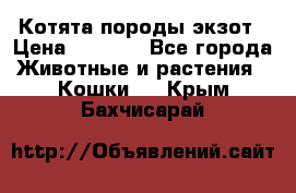 Котята породы экзот › Цена ­ 7 000 - Все города Животные и растения » Кошки   . Крым,Бахчисарай